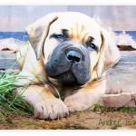 Boerboel Kunst